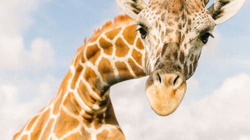 Wild Florida Drive-Thru Safari Park Admission