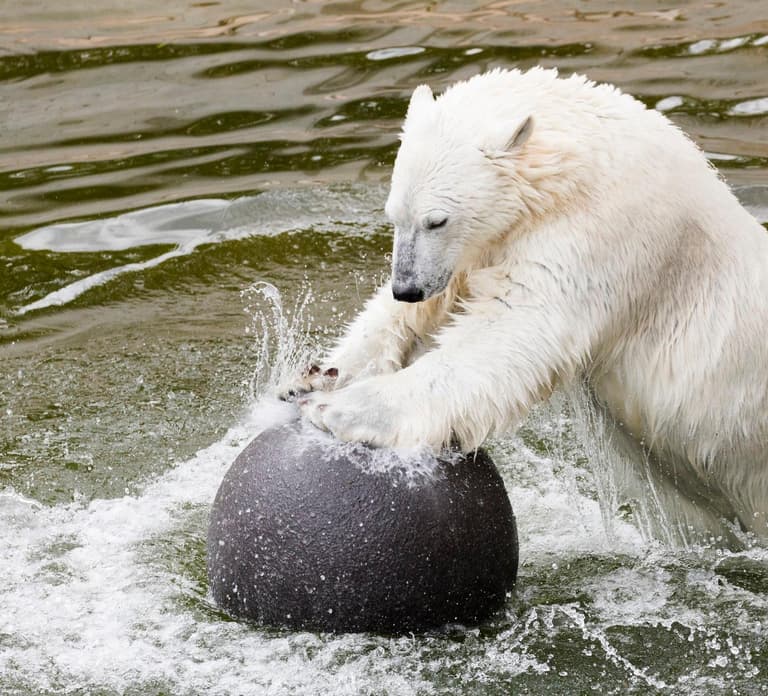 Rovaniemi: Arctic Ranua Zoo Tour