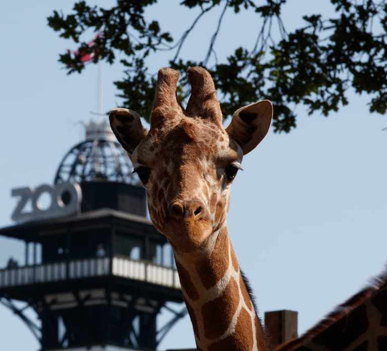 Copenhagen: Copenhagen Zoo Entry Ticket