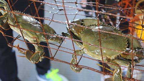 Passeio de Pesca de Caranguejo no Rio Tweed em Gold Coast [Pesca no Rio Tweed + Fazenda de Ostras]