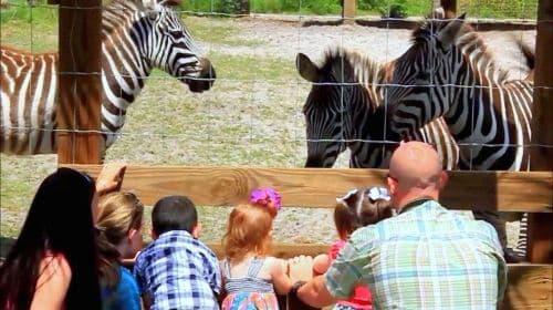 Wild Florida roundtrip transportation only