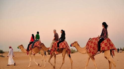 Red Dunes Safari with BBQ dinner, Falcon and Camel Ride Day Tours
