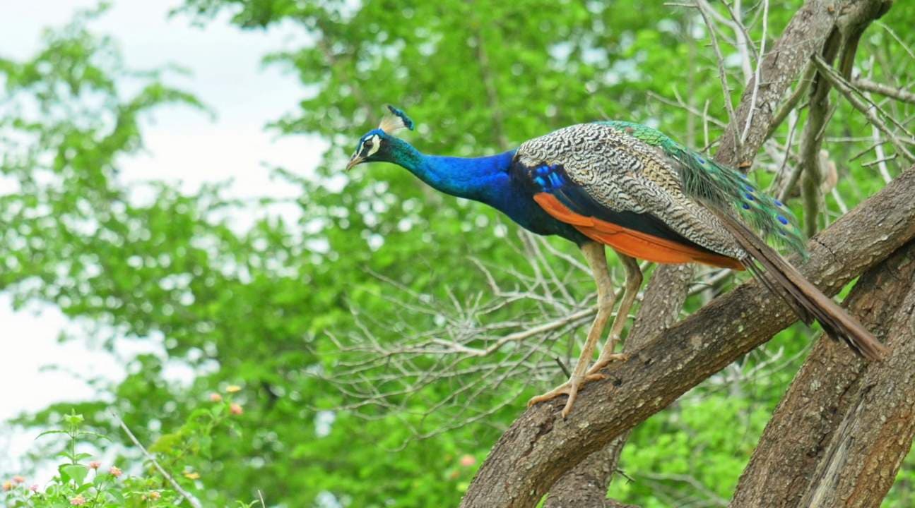 Yala National Park Safari Experience from Mirissa