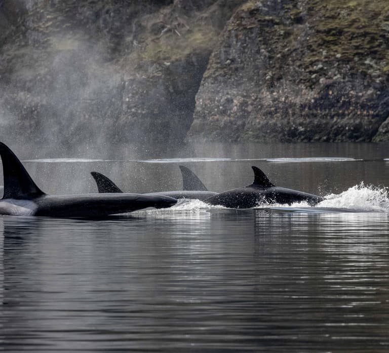 Nanaimo: Whale Watching Open Boat Tour