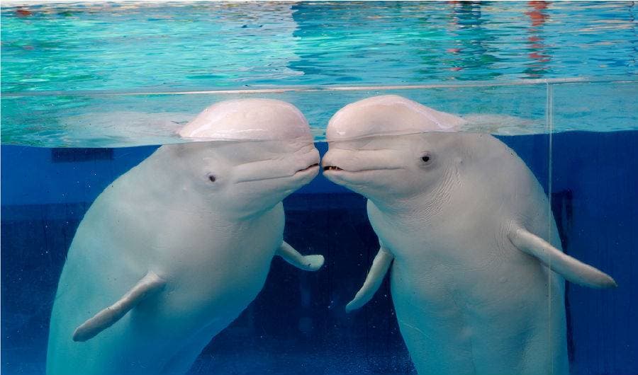 Hengbin Hakkeijima Aquarium