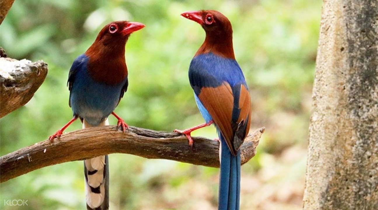 Sinharaja Forest Reserve Private Tour from Bentota