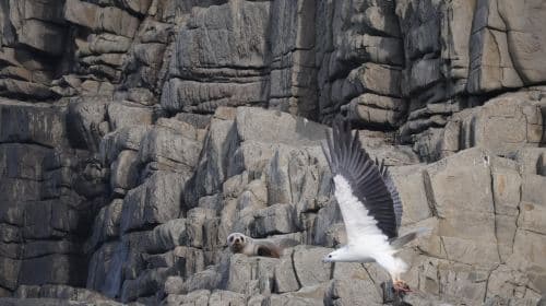 Bruny Island Half-Day Tour from Hobart, Tasmania [3-Hour English Speedboating | Round-Trip to Adventure Bay] Day Tours