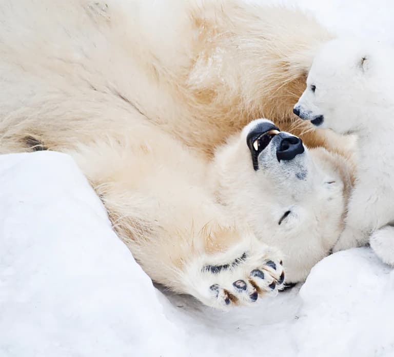 Rovaniemi: Arctic Animals Sleigh Rides and Wildlife Zoo