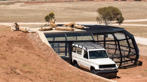 Lions 360 Experience and a Day at Monarto Safari Park Day Tours