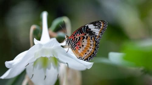 Cockrell Butterfly Center at the Houston Museum of Natural Science: Entry Ticket