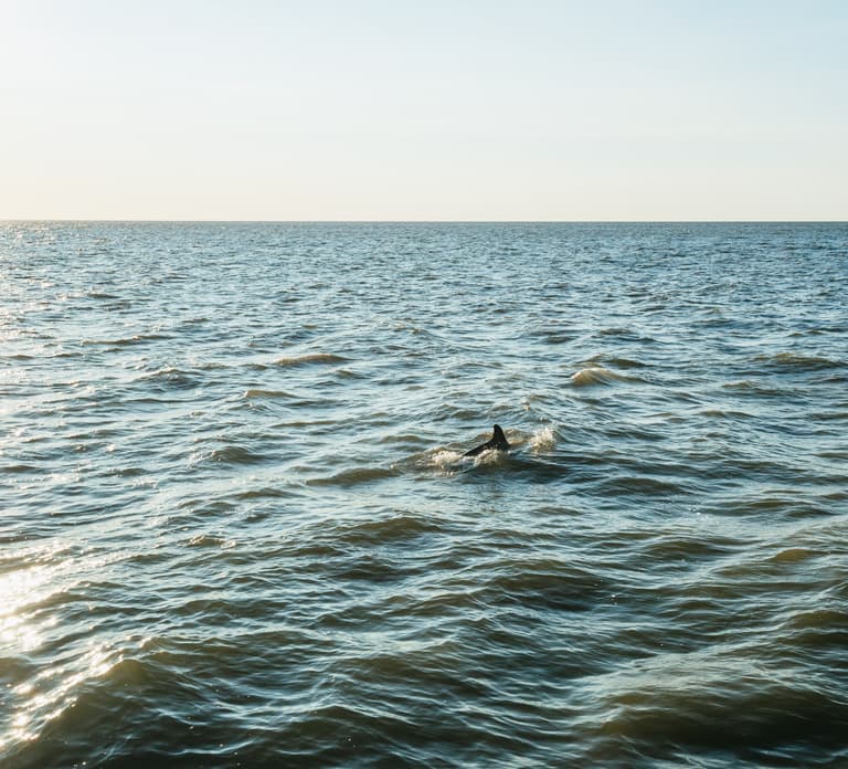 Cape May: Rejs o zachodzie słońca wokół wyspy Cape May i obserwacja delfinów