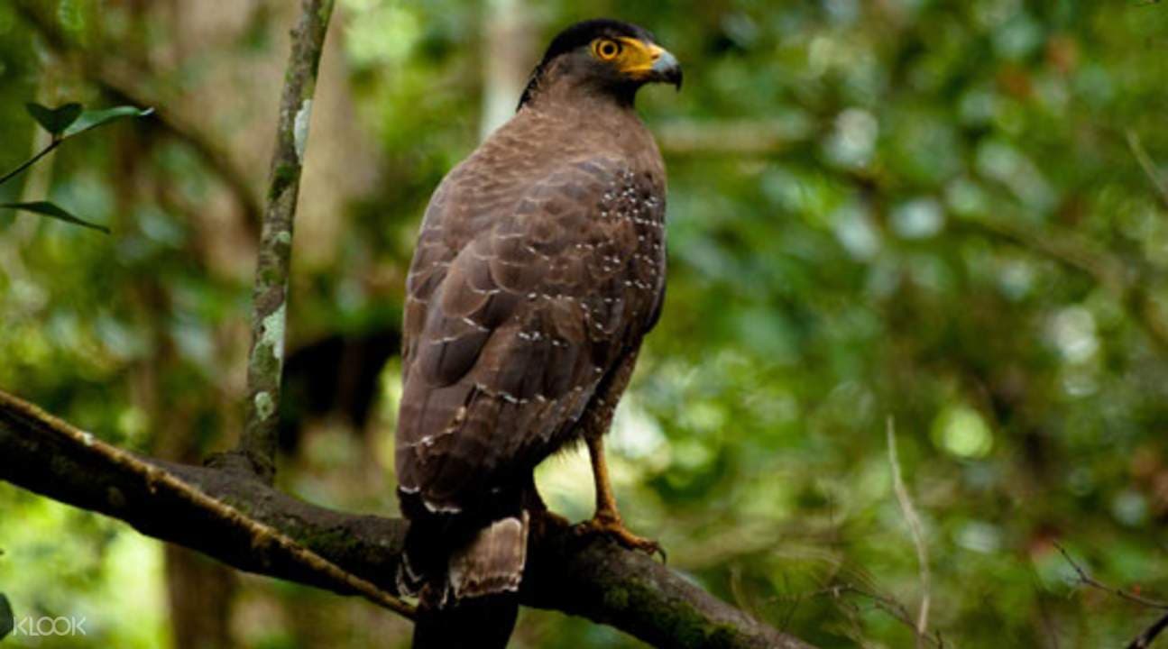 Sinharaja Rainforest Day Trek from Colombo