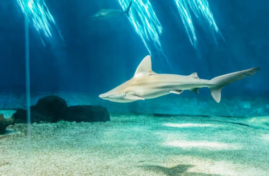 Genoa: Aquarium of Genoa Entry Ticket