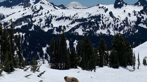 Mt. Rainier Tour and Guided Hike Day Tours