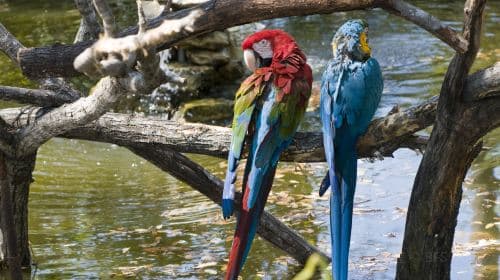 San Antonio Zoo