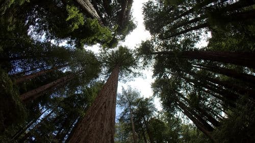  Muir Woods and Sausalito Morning Tour Small-Group Half Day Day Tours