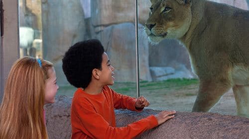 Bilet jednodniowy do San Diego Zoo Safari Park: Wycieczki dzienne z dowolnym terminem