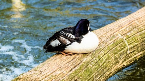 Franklin Park Zoo