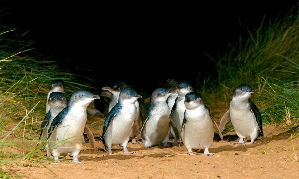 Phillip Island Penguin Parade Express Tour