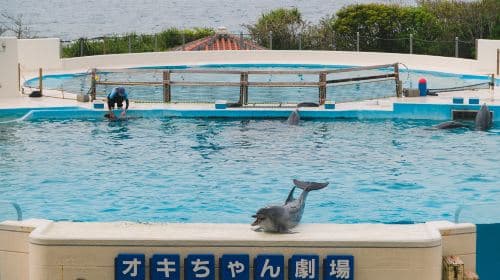 Okinawa Churaumi Aquarium