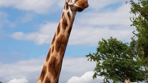 Wildlands Adventure Zoo Emmen