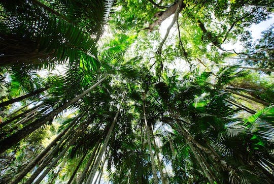 Lamington National Park, O'Reilly's and Vineyard Tour