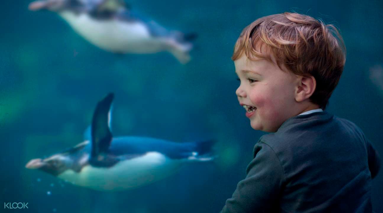 The Official Cape Town City Pass (2, 3, or 5 Days)