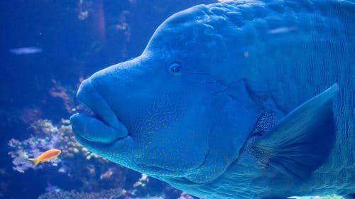 Oita Marine Palace Aquarium "Umitamago"