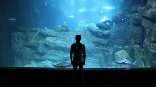 Aquarium de Paris Child (3-12)