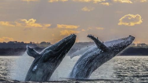 Waikiki: Sunset Whale Watching with 2 Drinks (BYOB-Friendly) Day Tours