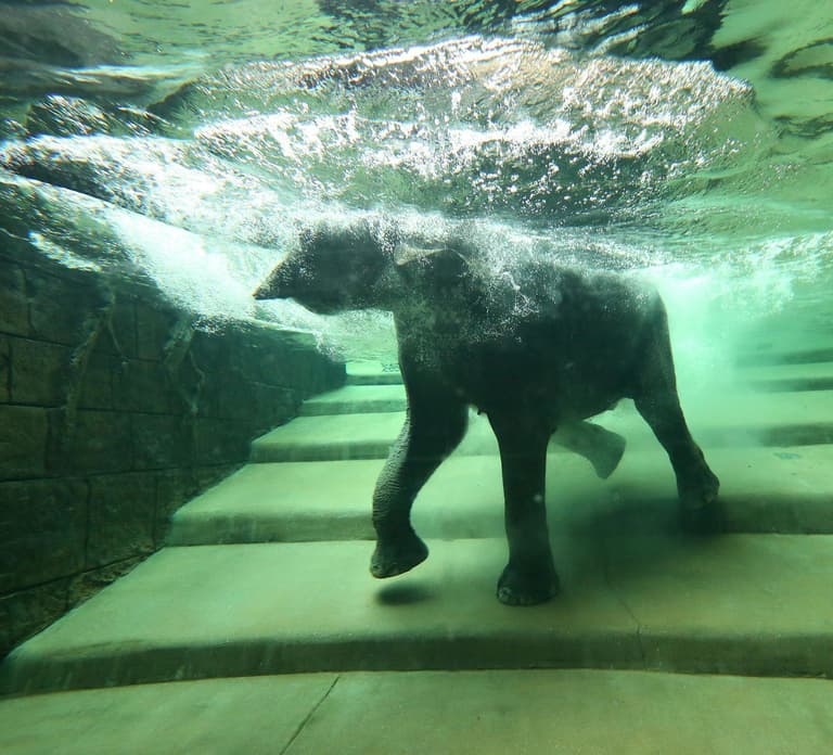 Leipzig Zoo: Entry Ticket