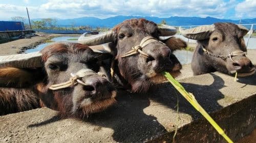Niutousi Family Farm