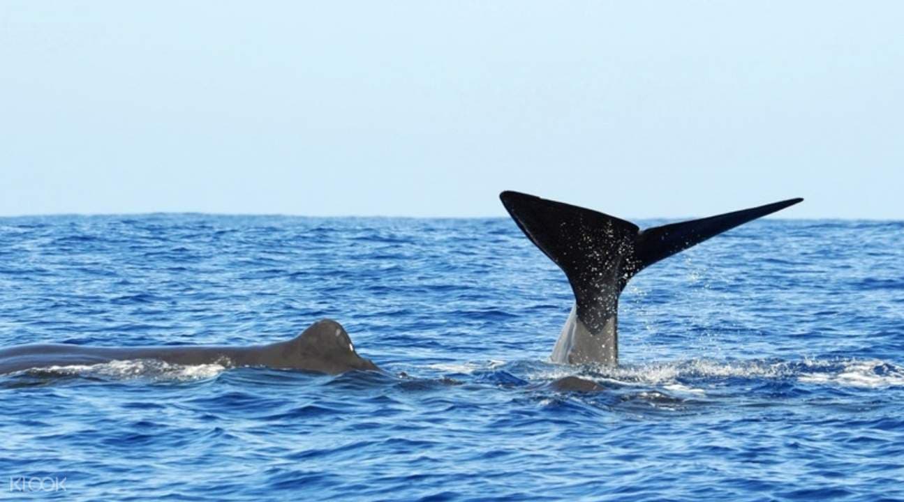 Whale and Dolphin Watching Experience in Trincomalee