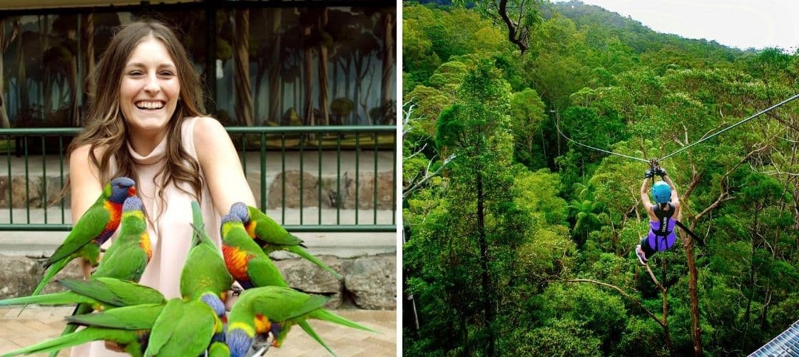 Combo biglietti TreeTop Challenge & Currumbin Sanctuary