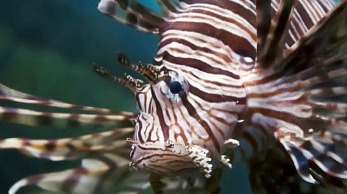 Oniria Aquarium: Biglietto d'ingresso Adulti