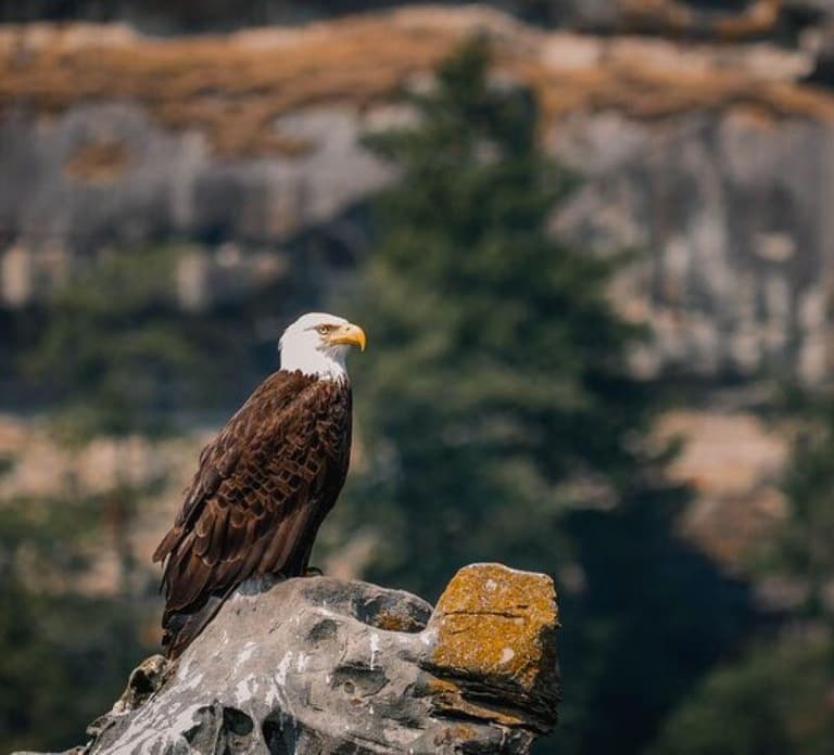 Nanaimo: Whale Watching Open Boat Tour
