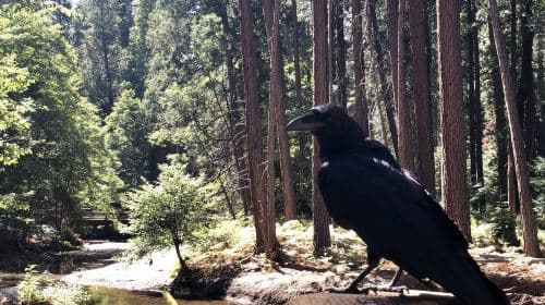 San Francisco Yosemite National Park 1-daagse tour [Groepstour 5156] Dagtochten