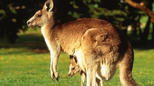 Sydney Harbour Ferry Sightseeing Experience [Fantasea Direct Ferry/Captain Cook 1-day or 2-day Hop-on Hop-off Round-trip Boat Ticket + Optional Taronga Zoo Admission Ticket] Transport Passes