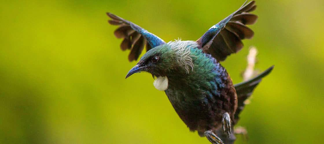 ZEALANDIA by Day Guided Experience