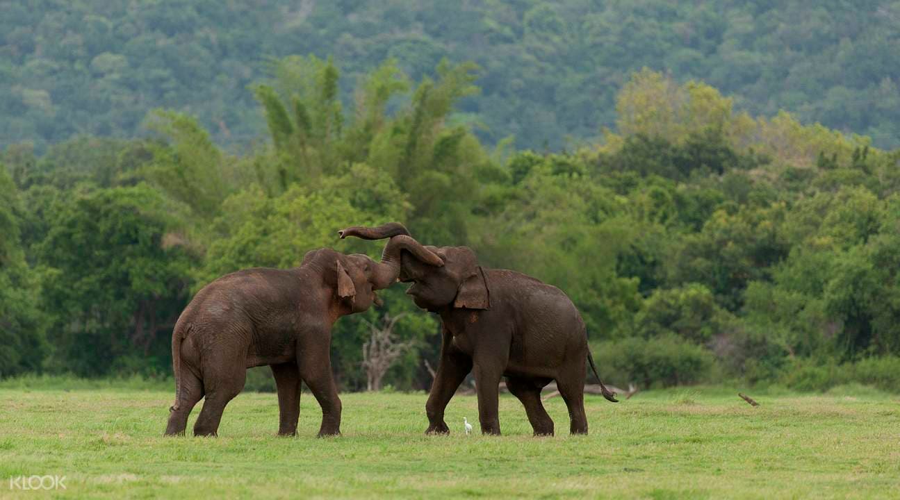 Pasikudah and Sigiriya 2 Day Tour from Colombo