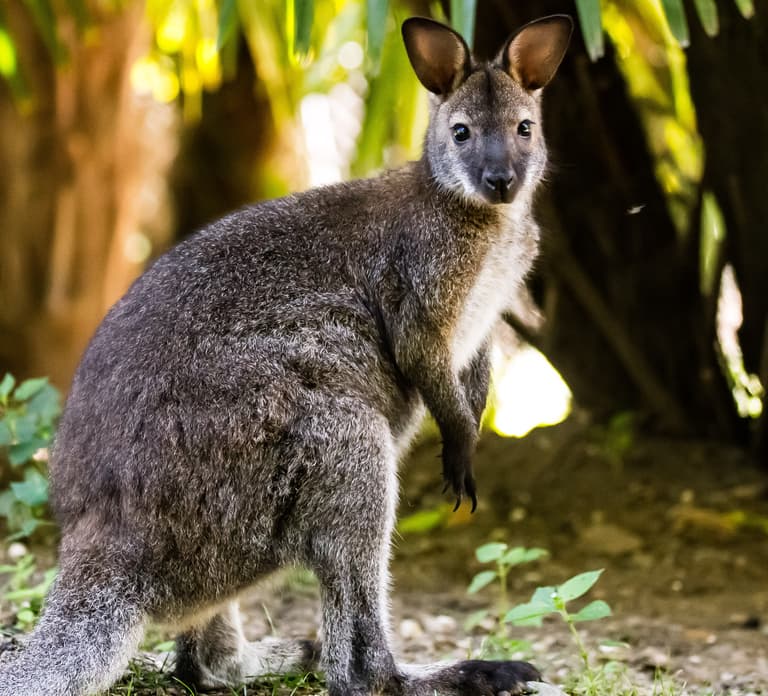 Zoo al Maglio: 1-Day Ticket for the Jungle of Ticino