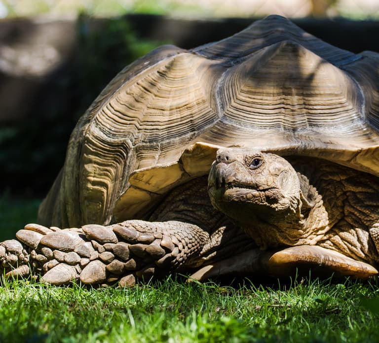 Zoo al Maglio: 1-Day Ticket for the Jungle of Ticino