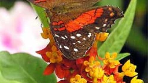 Houston Museum of Natural Science