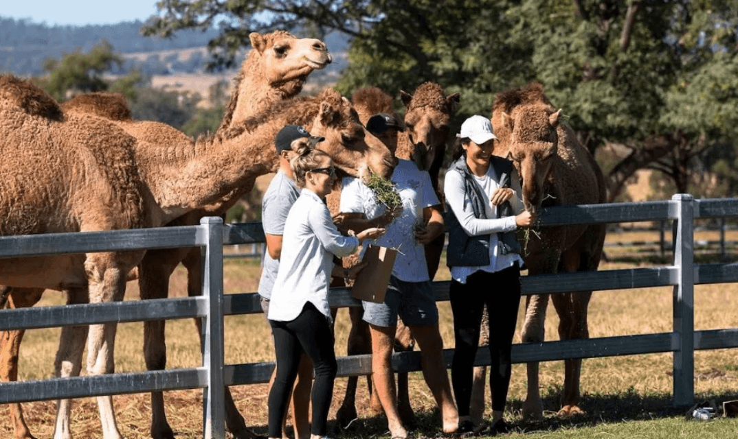 Summer Land Camel Farm Tour met Grazing Platter
