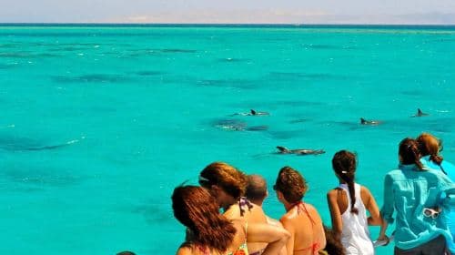 Key West Dolphin Watching + Snorkeling + Sunset Cruise Transport Passes