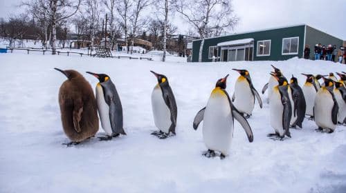Hokkaido Asahiyama Zoo + Shirahige Waterfall + Seven Stars Tree zimowa romantyczna wycieczka jednodniowa [Wyjazd z Sapporo] Wycieczki jednodniowe