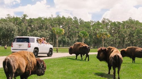 Wild Florida Drive-Thru Safari and Gator Park Admission Day Tours