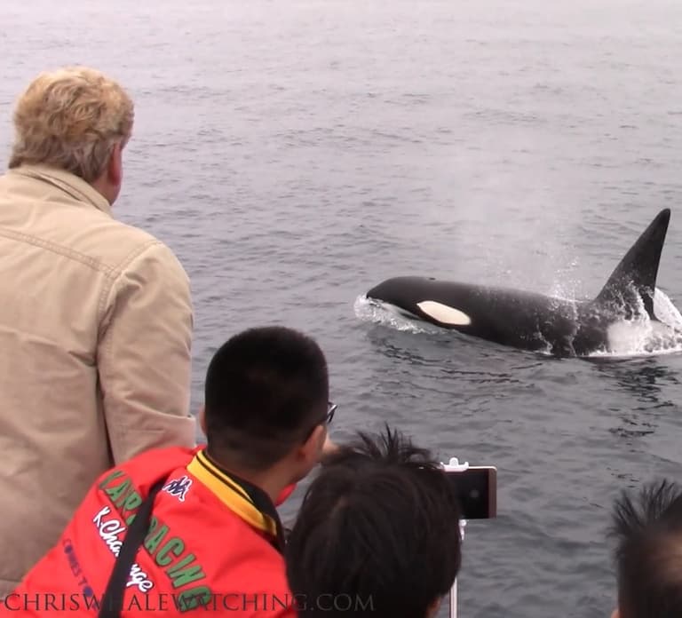 Monterey: Monterey Bay Dolphin and Whale Watching Boat Tour