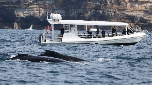 Observação de Baleias em Sydney de Lancha