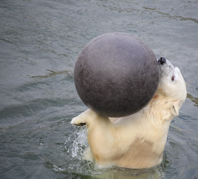 Rovaniemi: Ranua Zoo Wildlife Park Tour with hotel pickup